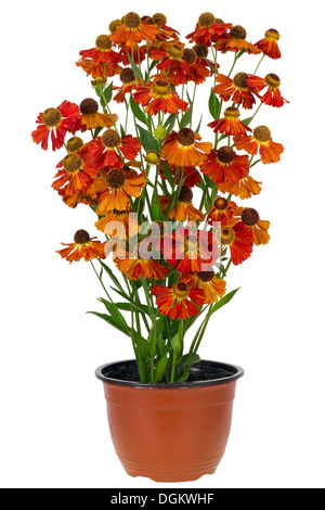 Les buissons de Coreopsis 'rouge fleurs ' en pot. Isolé sur blanc. Banque D'Images