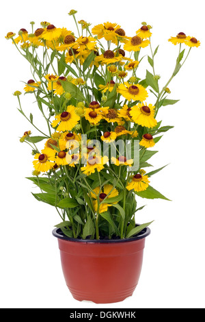 Les buissons de Coreopsis 'jaune soleil ' fleurs en pot. Isolé sur blanc. Banque D'Images