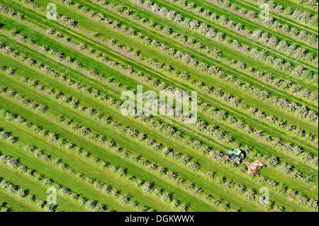 Le tracteur sur le terrain pendant la conduite par le biais d'une plantation de fruits dans le Mecklembourg Poméranie occidentale, l'Prizier Prizier, Banque D'Images