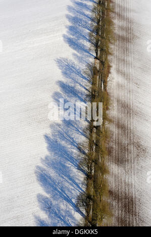 Vue aérienne, avenue bordée d'arbres en hiver, Stellshagen, Mecklenburg Vorpommern, Allemagne Banque D'Images