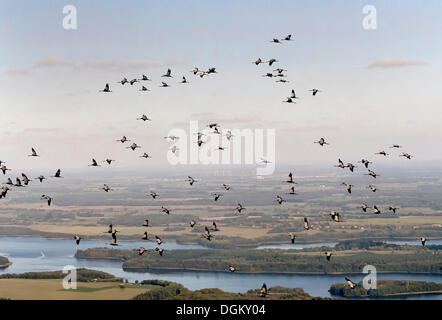 Vue aérienne, des Grues (Grus grus) en vol au-dessus du lac Schaalsee, Lenschow, Mecklembourg-Poméranie-Occidentale, Allemagne Banque D'Images