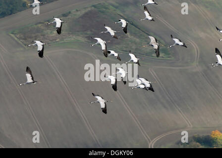 Vue aérienne, des Grues (Grus grus) en vol, Lenschow, Mecklembourg-Poméranie-Occidentale, Allemagne Banque D'Images