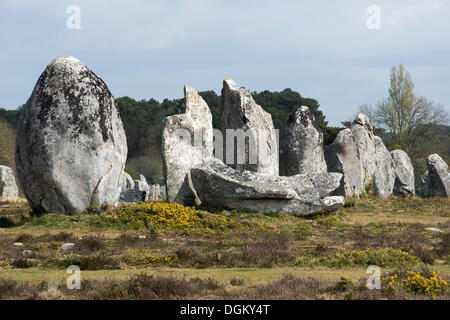 Mégalithes, menhirs, dans une rangée, Carnac, Morbihan, Bretagne, France, Europe Banque D'Images