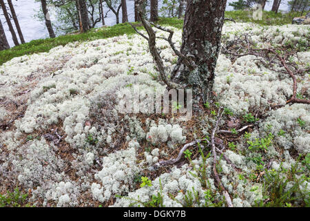 Renne de couleur claire ou lichen Cladonia rangiferina Moss (Caribou) couvrant le sol de la forêt, Husedal-Tal, Riedstadt Banque D'Images