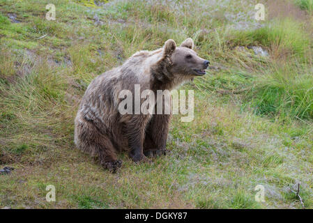 Ours brun (Ursus arctos) assis sur l'herbe de la capture d'un parfum, Namsskogan Familienpark, Trones, Nord-Trøndelag, Trøndelag Banque D'Images