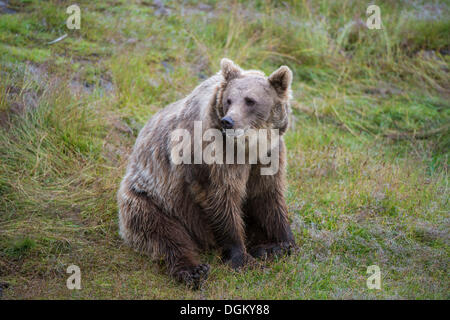 Ours brun (Ursus arctos) sitting on grass, Namsskogan Familienpark, Trones, Nord-Trøndelag, Trøndelag, Norvège Banque D'Images