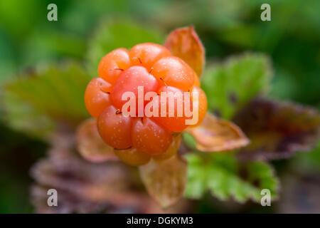 Mûres des mûres (Rubus chamaemorus), Skutvik, Kommune Hamarøy, Nordland, Norvège du Nord, Norvège Banque D'Images