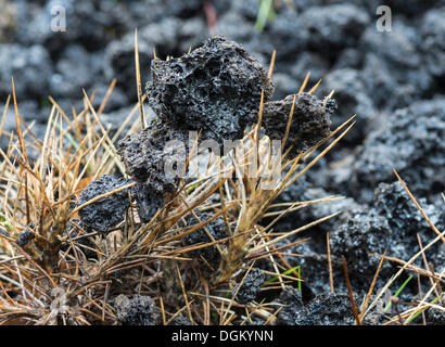 Des dépôts d'éruption de lave récente, embroché sur des aiguilles de pin, pentes nord de l'Etna, Linguaglossa, Provinz Catania, Sicile Banque D'Images