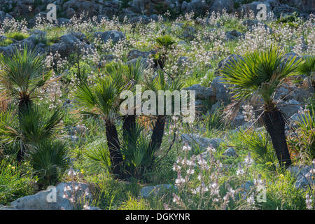 European fan palm, méditerranéen palmier nain ou palmier nain (Chamaerops humilis) et ramifiés Asphodèle (Asphodelus ramosus) Banque D'Images