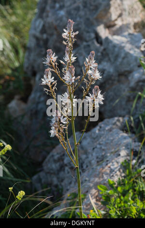 Asphodèle (Asphodelus ramosus ramifiés), Naturreservat Zingaro, San Vito lo Capo, province de Trapani, Sicile, Italie Banque D'Images