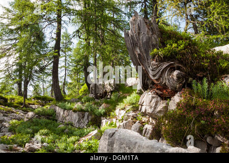 Forêt vierge dans la vallée des sept lacs, le parc national du Triglav, en Slovénie, Europe Banque D'Images