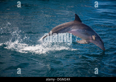 Sautant grand dauphin (Tursiops truncatus), Guadeloupe, France Banque D'Images