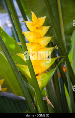 Heliconia, homard-claws, plantain sauvage ou faux bird-of-paradise (heliconia sp.), Guadeloupe, petites antilles, Caraïbes Banque D'Images