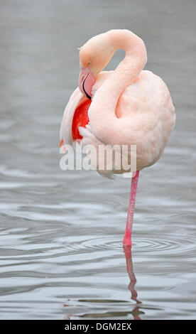 Flamant rose (Phoenicopterus ruber roseus) nettoyage son plumage Banque D'Images