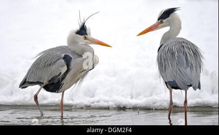 Deux hérons cendrés (Ardea cinerea) dans un étang en hiver Banque D'Images