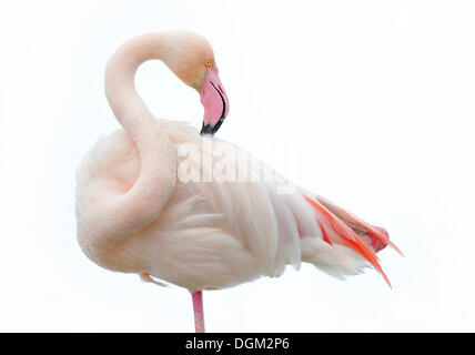 Flamant rose (Phoenicopterus ruber roseus) lissage en hiver Banque D'Images