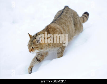 Chat sauvage (Felis silvestris) en hiver, sur le prowl Banque D'Images