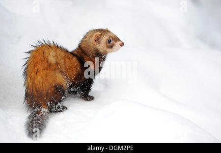 Le Putois d'Europe, Fitch, foumart, ou foulmart (Mustela putorius) en hiver Banque D'Images