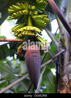 Madère au Portugal. Un plant de banane montrant le fruit dans la première partie du cycle de végétation Banque D'Images