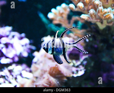 Kauderni dans un aquarium (Pterapogon kauderni) Banque D'Images