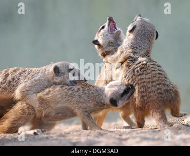 Les jeunes Les suricates (Suricata suricatta) wrestling Banque D'Images