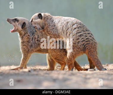 Les jeunes Les suricates (Suricata suricatta) wrestling Banque D'Images