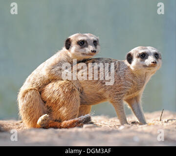 Meerkat (Suricata suricatta) petits Banque D'Images