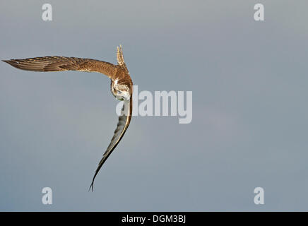 Le Faucon gerfaut (Falco rusticolus) en vol, manoeuvre avant de plonger pour la proie Banque D'Images