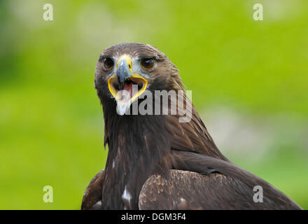 L'Aigle royal (Aquila chrysaetos), juvénile, portrait Banque D'Images