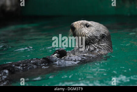 Loutre de mer (Enhydra lutris), l'Aquarium de Seattle, Seattle, Washington, États-Unis d'Amérique, USA Banque D'Images