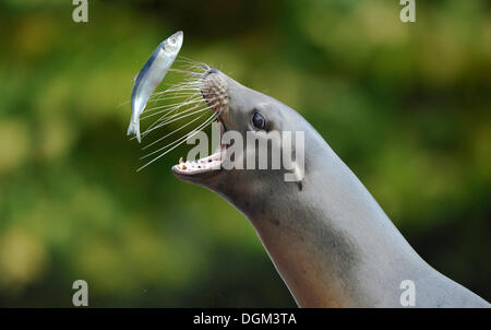 De Californie (Zalophus californianus), la pêche au hareng femelle Banque D'Images