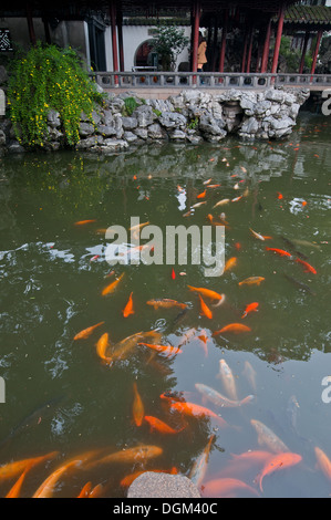 Koi de poissons dans le Jardin Yuyuan (jardin du bonheur ou le jardin de la paix) dans la vieille ville de Shanghai, Chine Banque D'Images