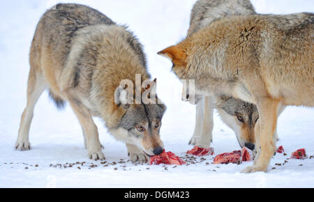 Les loups de la vallée du Mackenzie, les loups (Canis lupus occidentalis) dans la neige, manger de la viande Banque D'Images