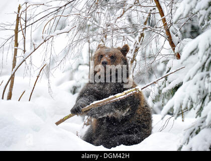 L'ours brun (Ursus arctos) cub jouant avec un arbre dans la neige Banque D'Images