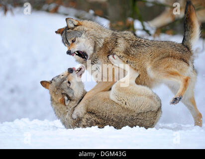 Mackenzie-Wolves, loup de l'Est canadien, wolf (Canis lupus occidentalis) dans la neige, lutter pour le classement social Banque D'Images
