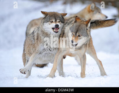 Les loups de la vallée du Mackenzie, les loups (Canis lupus occidentalis), dans la neige, lutte pour l'ordre Banque D'Images