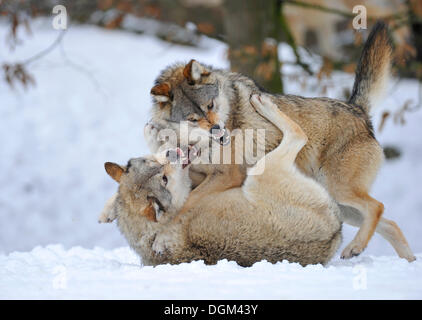 Les loups de la vallée du Mackenzie, les loups (Canis lupus occidentalis), dans la neige, lutte pour l'ordre Banque D'Images