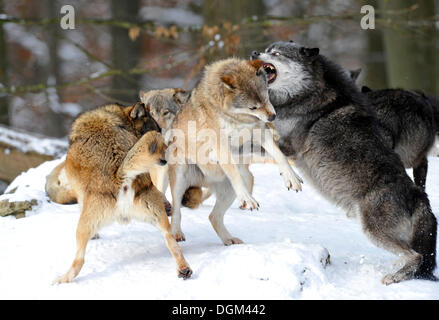 Les loups de la vallée du Mackenzie, les loups (Canis lupus occidentalis) dans la neige, lutte pour l'ordre, femelle alpha Banque D'Images