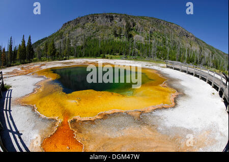 Piscine d'emeraude, geyser, zone de sortie, coloré de bactéries thermophiles, micro-organismes, promenade, bassin de sable noir Banque D'Images