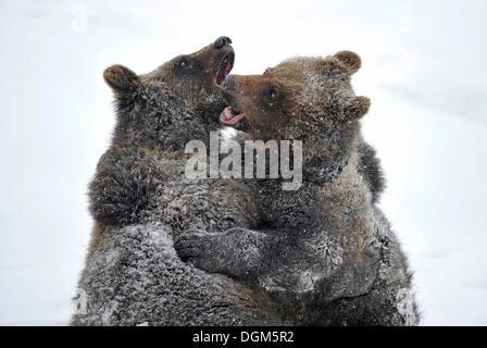 L'ours brun (Ursus arctos) oursons wrestling dans la neige, Parc National de la Forêt bavaroise Banque D'Images