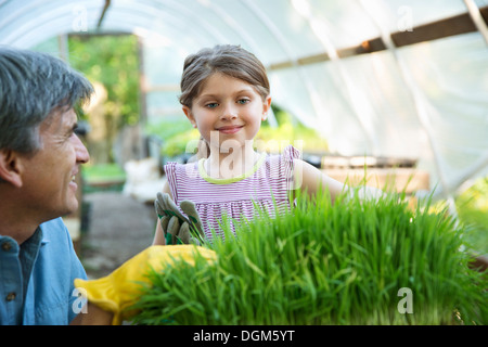 À la ferme. Une serre. Les plateaux de fines herbes fraîches. Un adulte et un enfant ayant tendance aux plantes. Un homme et une jeune fille. Banque D'Images