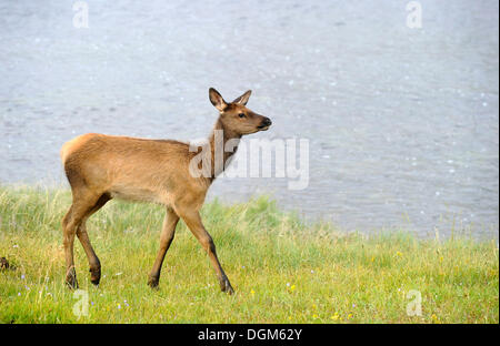 Jeune wapiti (Cervus canadensis), la vache, le Parc National de Yellowstone, Wyoming, United States of America, USA Banque D'Images