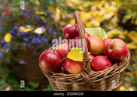 Détail de pommes rouges dans le panier en osier Banque D'Images