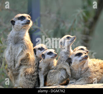 Meerkat ou Suricate (Suricata suricatta), petits avec des profils, l'occurrence en Afrique, captive, Stuttgart, Bade-Wurtemberg, Allemagne Banque D'Images