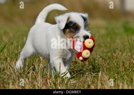 Parson Russell Terrier puppy récupération d'une voiture en peluche Banque D'Images