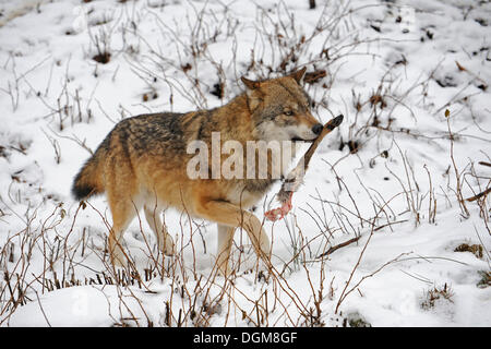 Wolf (Canis lupus) avec les proies, une jambe de cerf Banque D'Images