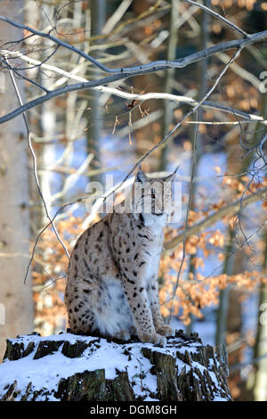 Carpates du lynx (Lynx lynx carpathicus) assis sur un tronc d'arbre en hiver Banque D'Images