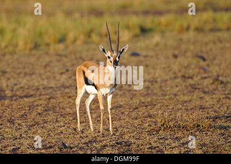 La gazelle de Thomson, l'antilope (Eudorcas thomsoni, anciennement Gazella thomsoni), Masai Mara, Kenya, Afrique Banque D'Images