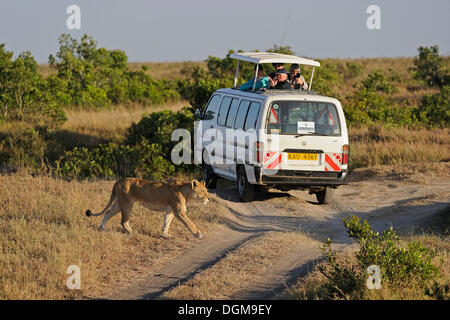 Lion (Panthera leo), lionne marchant devant un safari van, Maasai Mara National Reserve, Kenya, Afrique de l'Est, l'Afrique Banque D'Images