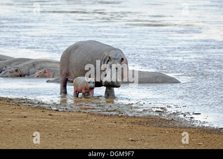 Hippopotamus amphibius) (Hippopotamuspotamus avec un veau nouveau-né à la rivière Mara, Masai Mara, Kenya, Afrique de l'Est, l'Afrique Banque D'Images